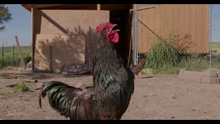 ChickenZilla | Rooster Crowing in slow motion