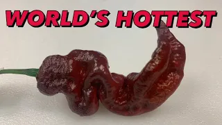 THE HOTTEST PEPPER I HAVE EVER EATEN! The Chocolate Primotalii from Lone Star Mastiff Farms!