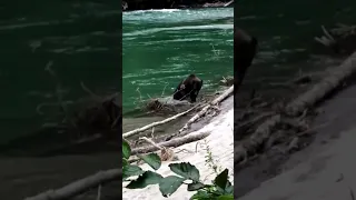 Grizzly bear killing a cub and carrying it off for dinner