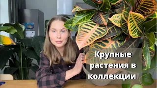 Крупные растения в моей коллекции. Обзор моих больших комнатных растений.