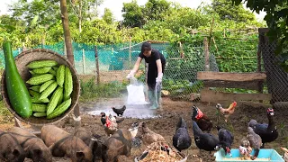 Disinfect pig pens, harvest vegetables in the garden, take care of pets, live with nature