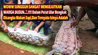 SANGAT MENGEJUTKAN WARGA Desa     !!!! Perut Ular Bengkak Disangka Makan Sapi, Dan Ternyata Isinya