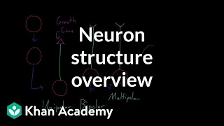 Overview of neuron structure | Nervous system physiology | NCLEX-RN | Khan Academy