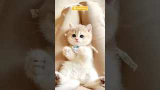 Vidio Tingkah Random Kucing Lucu Imut Gemas #kucing #kucinglucu #cat #cats #catlover #catvideos