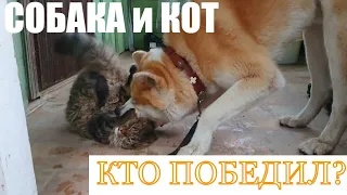 СОБАКА и КОТ | КТО ПОБЕДИЛ? А была ли СХВАТКА?