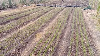 How to prepare seedbeds for onion