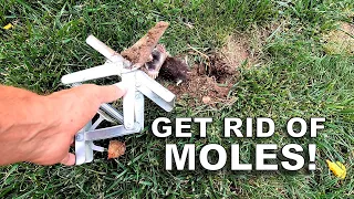 How to Get Rid of Moles in Your Yard Fast!