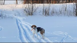 Охота с Русскими пегими гончими на зайца #27