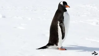 Sounds of Antarctica | Gentoo Penguin Call