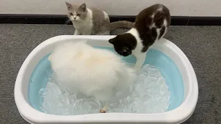 Cute Pomeranian Puppies & Kitten can't resist the charm of ice