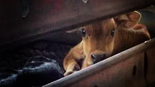 Hidden camera dairy calf investigation