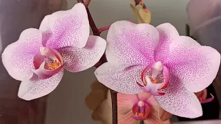 Домашнее воскресное цветение моих орхидей!