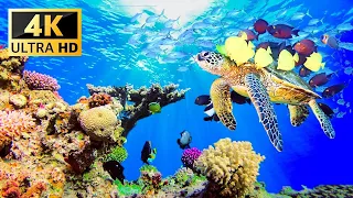 4K Underwater Wonders 🐠 Tropical Fish, Coral Reefs, Sea Turtles   Reduce Stress And Anxiety #4