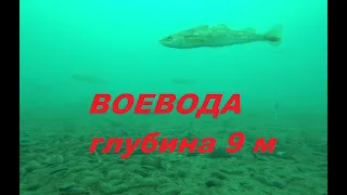 Остров Русский Воевода подводные съемки 2 января 2022 г