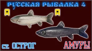 РР4 ОСТРОГ АМУР ТРОФ / РУССКАЯ РЫБАЛКА 4 ОСТРОГ ЧЕРНЫЙ АМУР / RUSSIAN FISHING 4 OLD BURG GRASS CARP