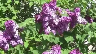 Lilac blooms / Цветет сирень