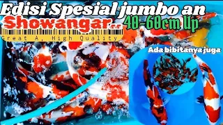 Kebacut Murahnya bosqu ... , Jumbo an Showangar & bibitan ready bosqu,,