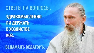 Здравомысленно ли держать в хозяйстве коз.