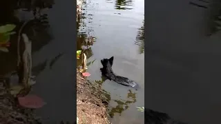 Crocodile attacks family dog in Sri Lanka