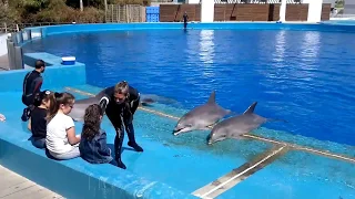 Espectáculo con delfines en el oceanográfico de Valencia