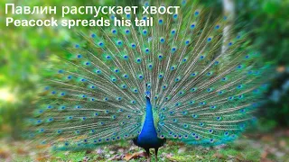 Павлин распускает хвост 🦚