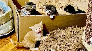Рыжий котенок Персик научил всех котят выходить из коробки и бежать к маме кошке кушать!