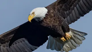 Insane Bald Eagle Bird In Flight FIGHTING Photography at Conowingo Dam Sony A7RIV A9 600MMF4 1.4 TEL