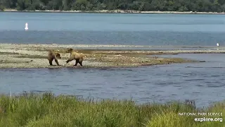 Sub adult Bear 902 Peanut playing with Bear 610 LR Brooks Falls 2020 07 02