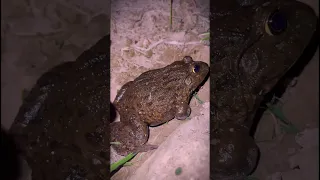 catching friends funny frogs | catch frogs for funny | wild animals funny videos | toads friend