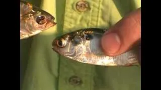 Gizzard Shad (Fish #24) and Threadfin Shad differences