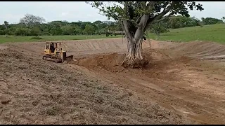 arrancando árbol con buldocer