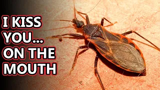 Kissing Bug facts: smooch in the night | Animal Fact Files