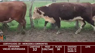 CERTIFICADO 19 VACAS INVERNADAS