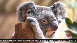 Friends of the Koala talk to 7 News