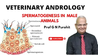 Spermatogenesis in male animals I Veterinary Andrology I VGO Unit 3 I GNP Sir