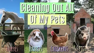 Cleaning Out All Of My Pets