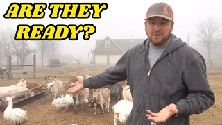 Preparing Our Goat Herd For Breeding Season