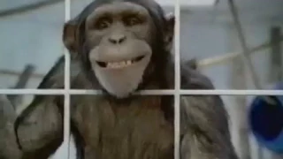 DiGiorno Pizza - Monkey King Chimpanzee Commercial 2004 featuring Bon Jovi