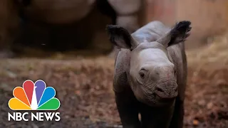Watch: Video Shows Birth Of Rare One-Horned Rhino In The U.K.