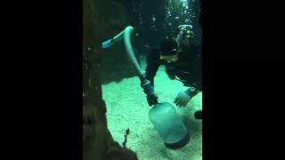 Как правильно сифонить грунт в морском аквариуме ;)