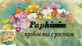 Проблемы с Paphinia