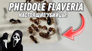 Pheidole flaveria | Завел настоящих убийц мира муравьёв! | все о виде #inshot