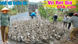 Vịt rớt giá 65k con chủ vịt bán lỗ lùa lên xe tải cảnh chỉ có Miền Tây