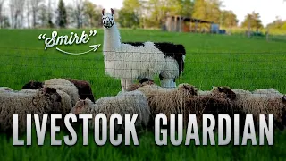 How This Llama Protects His Sheep