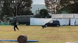 入間基地航空祭2018、警備犬ショーが意外と面白いかった！警察犬