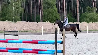 Chelby perfect amateur horse