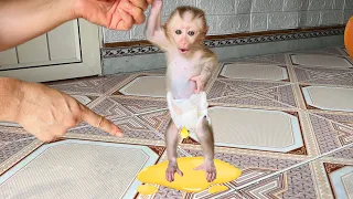 baby monkey Tina pooped and ran to find her mother to change her diaper