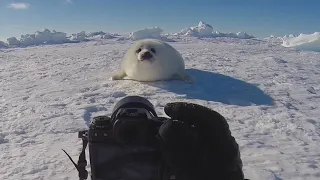 This is how I photograph baby harp seals.