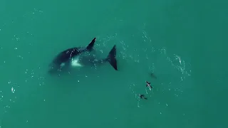 Ballenas en Necochea y Quequén