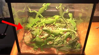 Baby iguanas take over Florida! How to Catch baby iguana